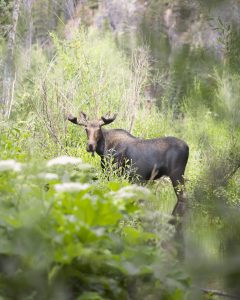 Alpine Loop Silverton best place to see wildlife and moose in Colorado. Where to see wildlife. Where to see moose.