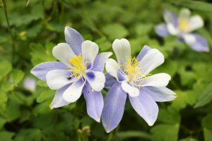 Peak Wildflower Season in Colorado