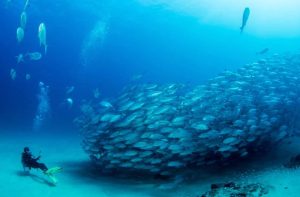 Ocean Activities Near Cabo