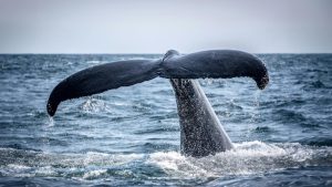 Best Place to See Whales Cabo