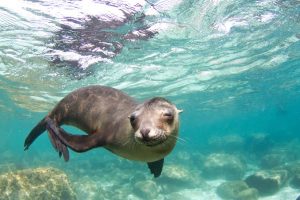 Activities Near Cabo Ocean