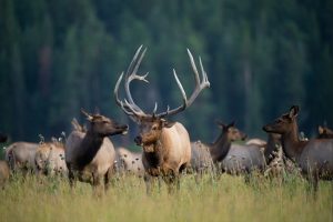 Elk near Estes Park in Rocky Mountain National Park