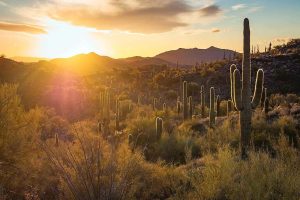 Best Day Trips from Phoenix- Wickenburg Arizona